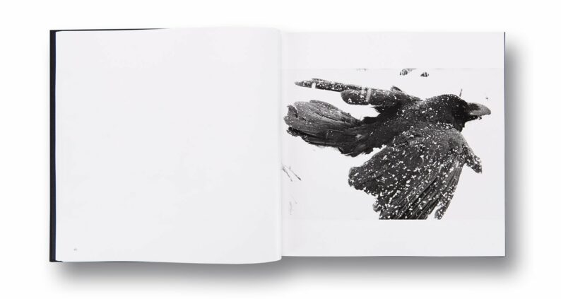 Masahisa Fukase 'Ravens' - Image 9