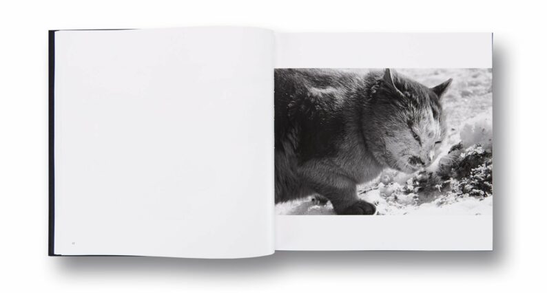 Masahisa Fukase 'Ravens' - Image 10