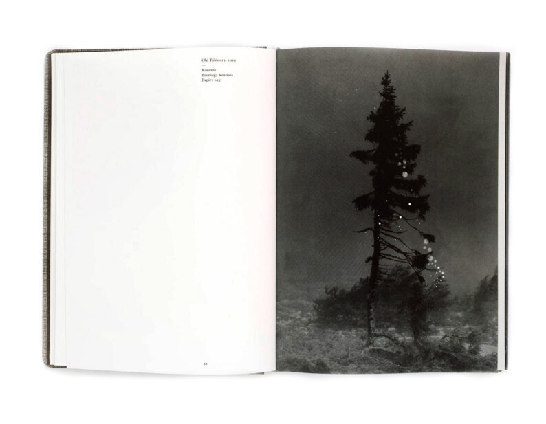 Nicolai Howalt 'Old Tjikko' (signed) - Image 6