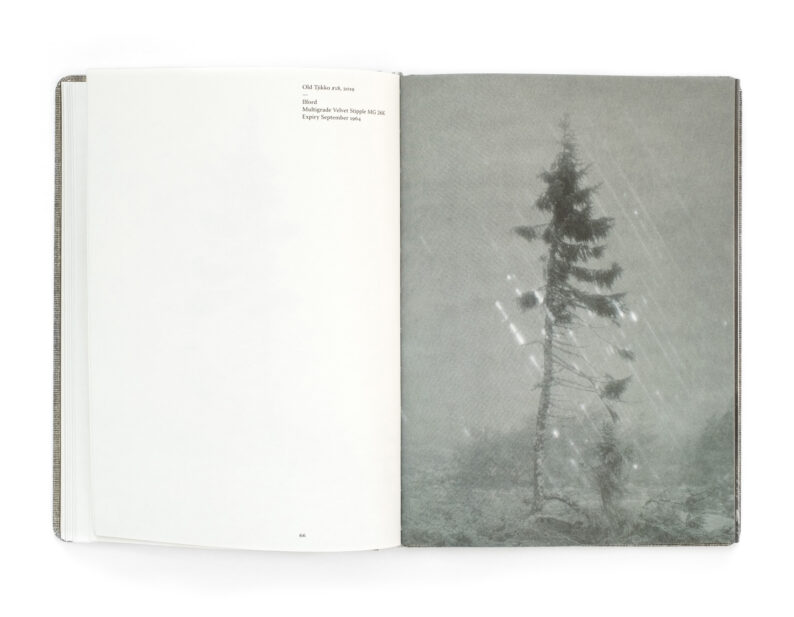 Nicolai Howalt 'Old Tjikko' (signed) - Image 4