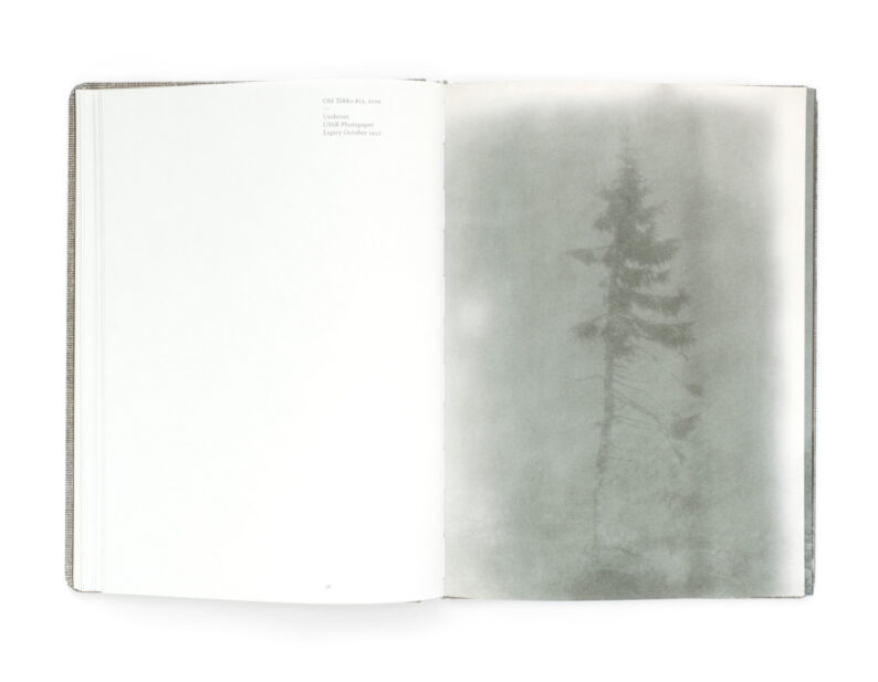 Nicolai Howalt 'Old Tjikko' (signed) - Image 11