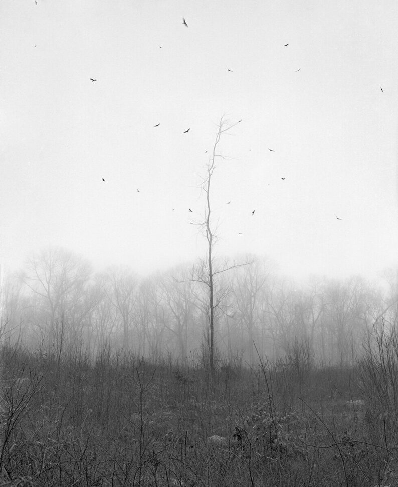 Dylan Hausthor & Paul Guilmoth 'Sleep Creek' - Image 10