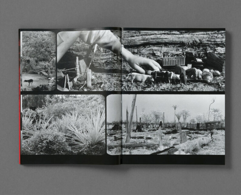 Richard Mosse 'Broken Spectre' - Image 4