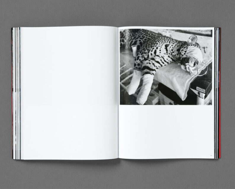 Richard Mosse 'Broken Spectre' - Image 22