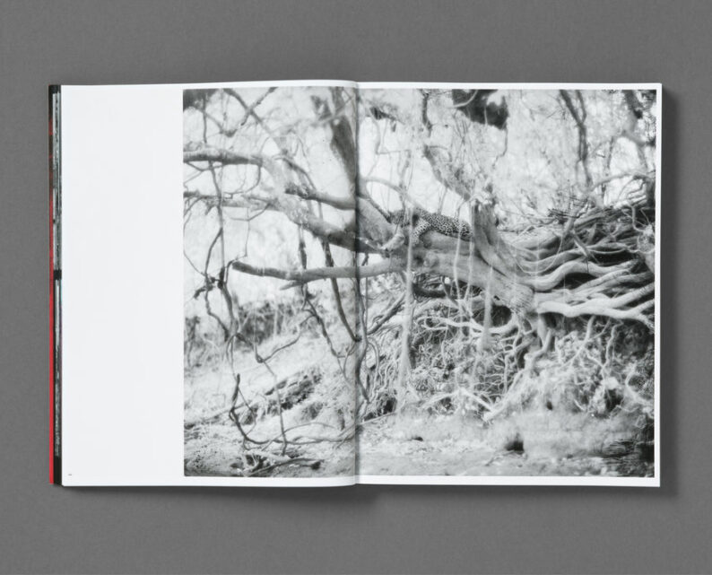 Richard Mosse 'Broken Spectre' - Image 7