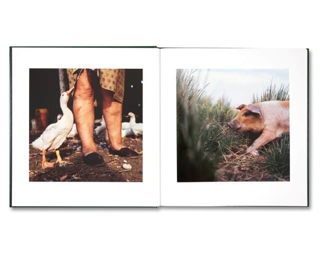 ON THE SIXTH DAY by Alessandra Sanguinetti [SIGNED